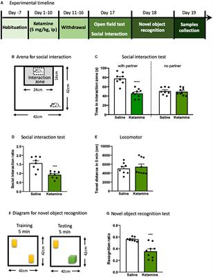 Enhancement of Oxytocin in the Medial Prefrontal Cortex Reverses Behavioral Deficits Induced by Repeated Ketamine Administration in Mice